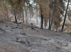 Il campo dei fiori dopo l'incendio