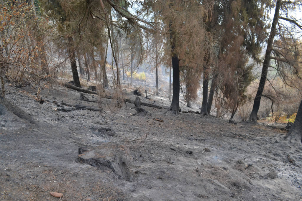 Il campo dei fiori dopo l'incendio