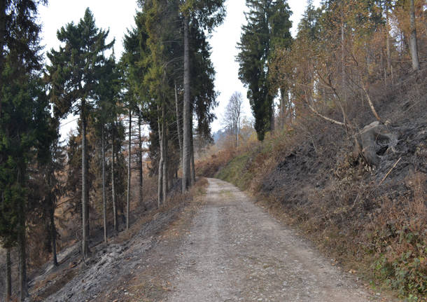 Il campo dei fiori dopo l'incendio
