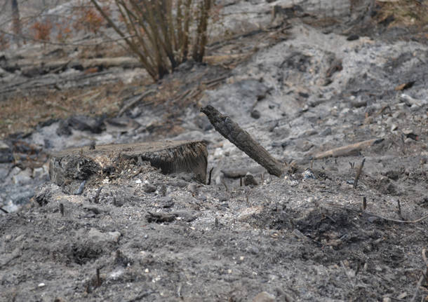 Il campo dei fiori dopo l'incendio