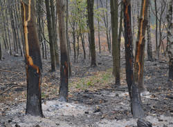 Il campo dei fiori dopo l'incendio