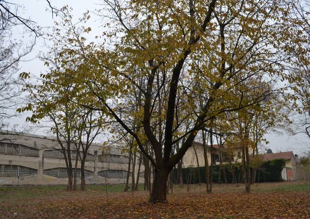 Sta nascendo un central park a Busto