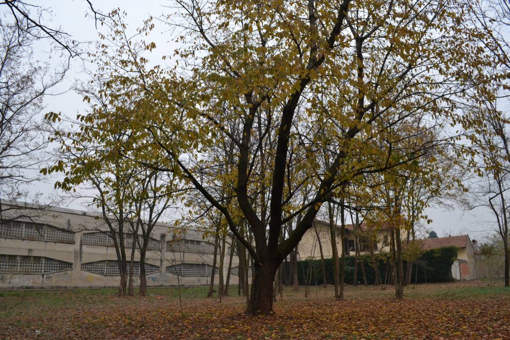 Il "central park" di Busto