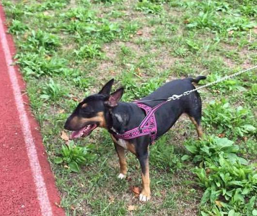 Maya