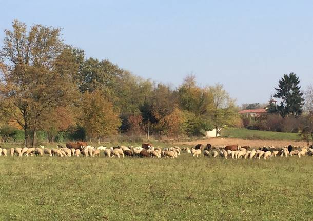 Pecore e vacche, una mandria in città