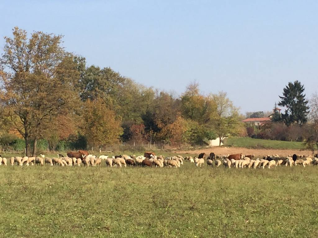 Pecore e vacche, una mandria in città 
