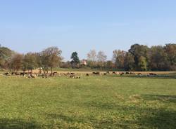 Pecore e vacche, una mandria in città 