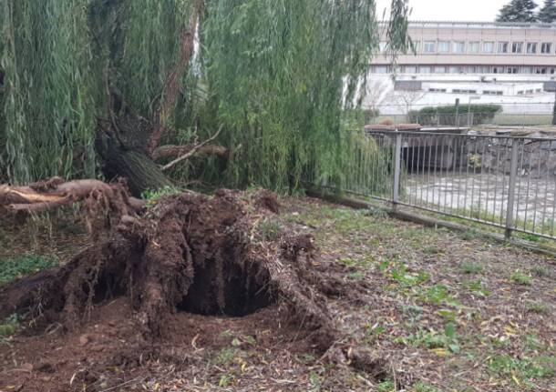 Pioggia nella notte: i danni agli alberi