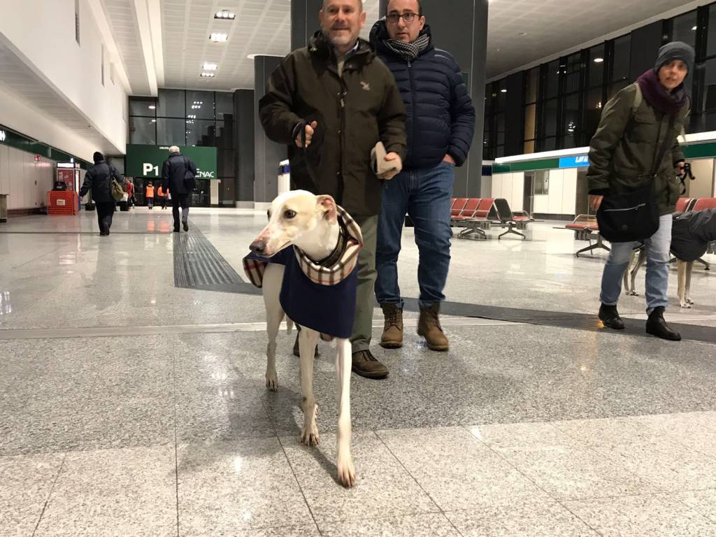 Arrivo levrieri a Malpensa