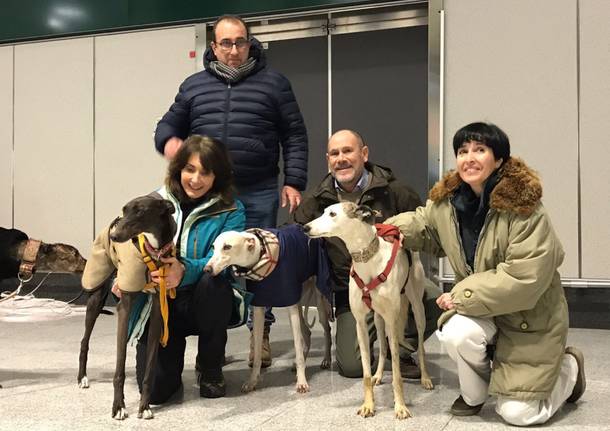 Arrivo levrieri a Malpensa