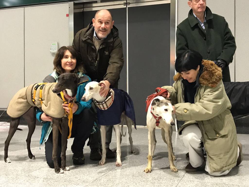 Arrivo levrieri a Malpensa