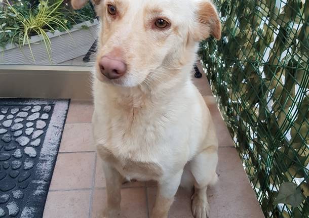 Cagnolina ritrovata a Casale Litta