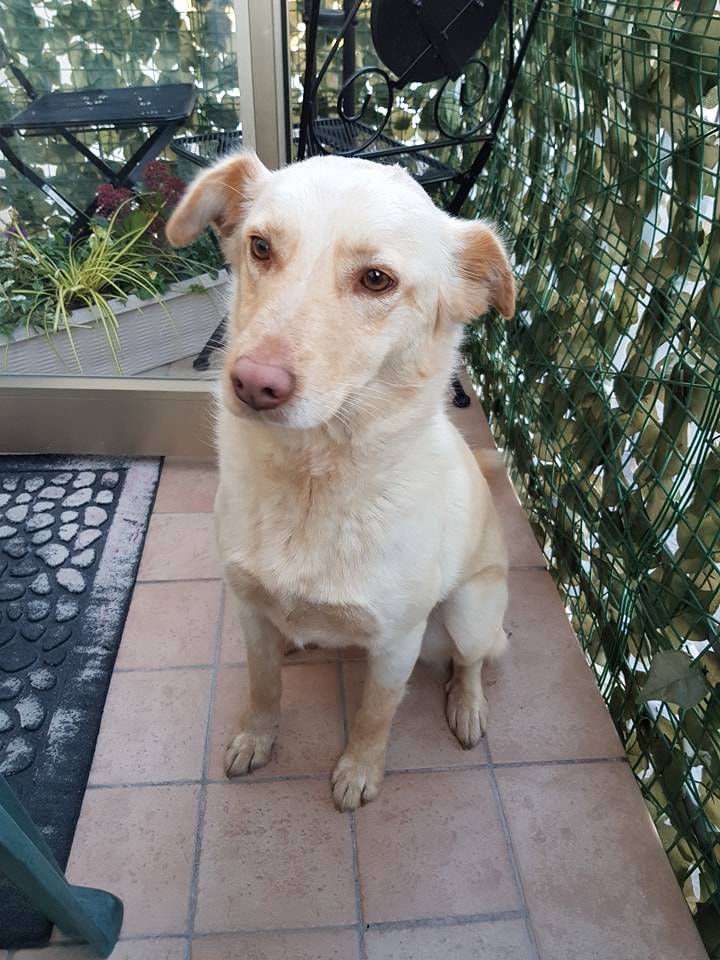 Cagnolina smarrita