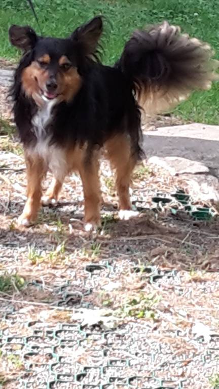 Smarrito cane a Malnate (Varese) di nome Rolli