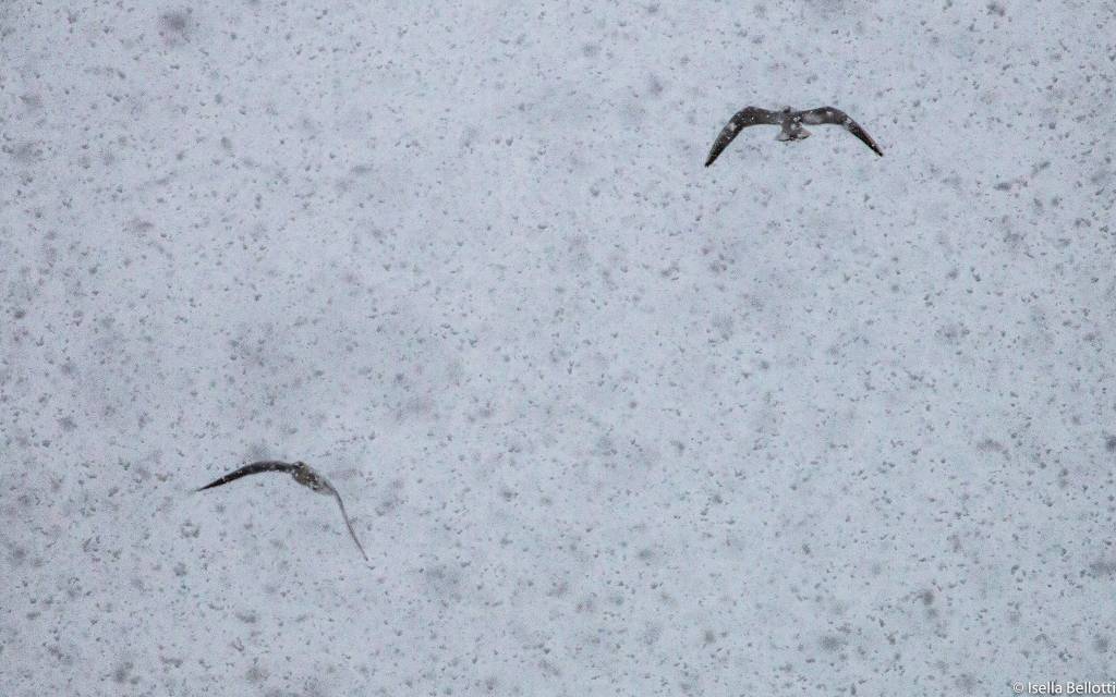 Il risveglio sotto la neve