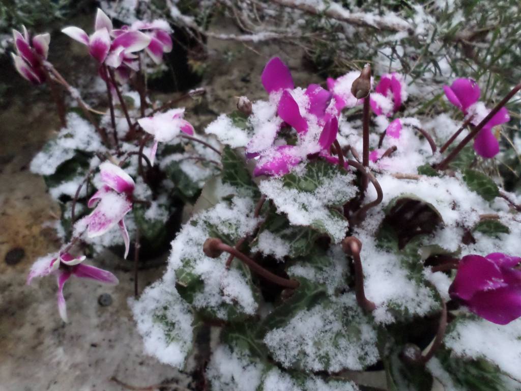 La neve del 10 dicembre