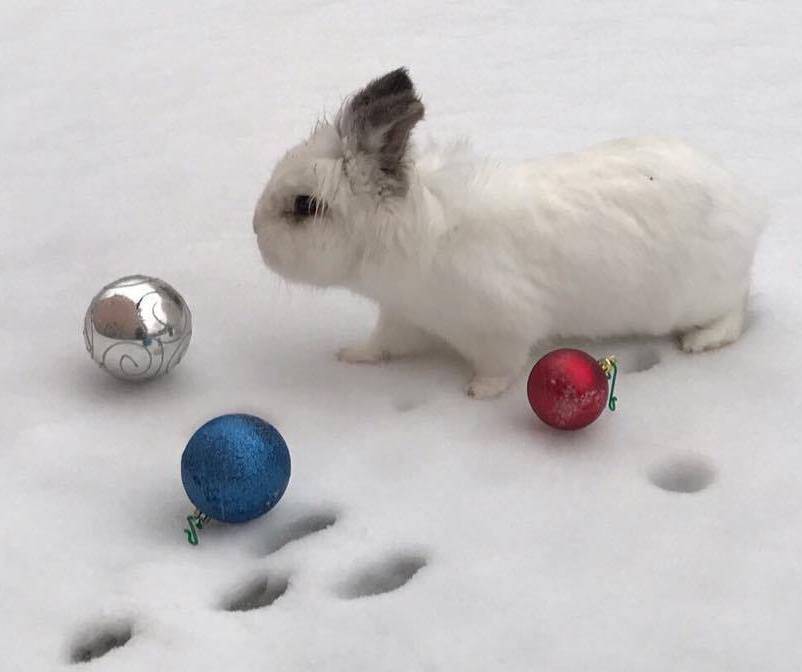 Natale Cuccioloso - 2 -