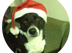 Natale cuccioloso - seconda settimana