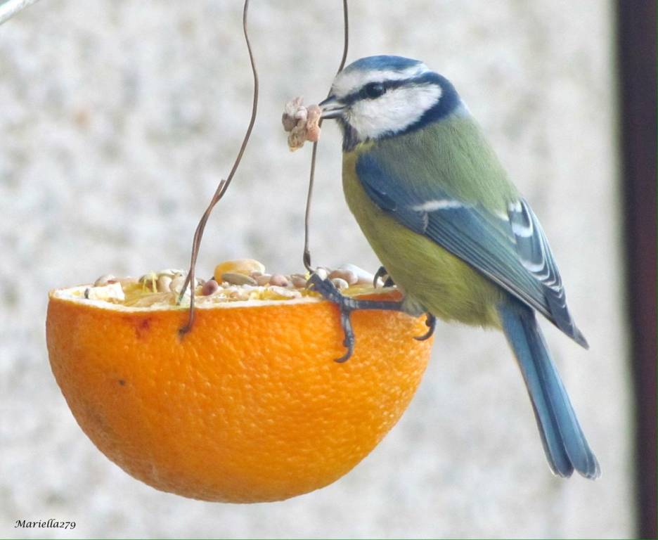 Uccellino