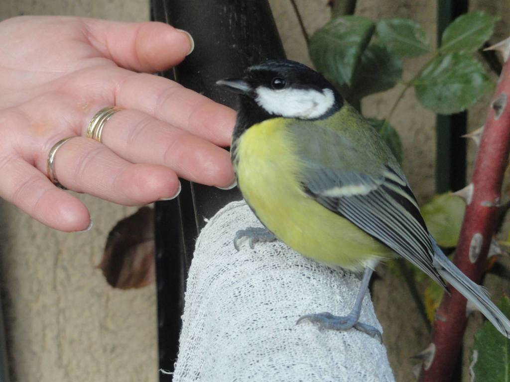 uccellino