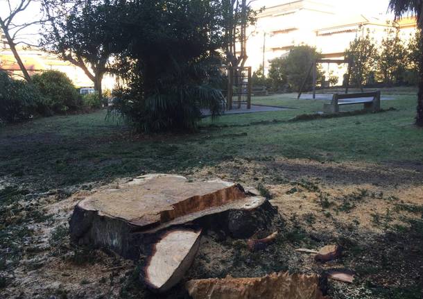 Alberi abbattuti, e rimpiantumati, a villa Augusta