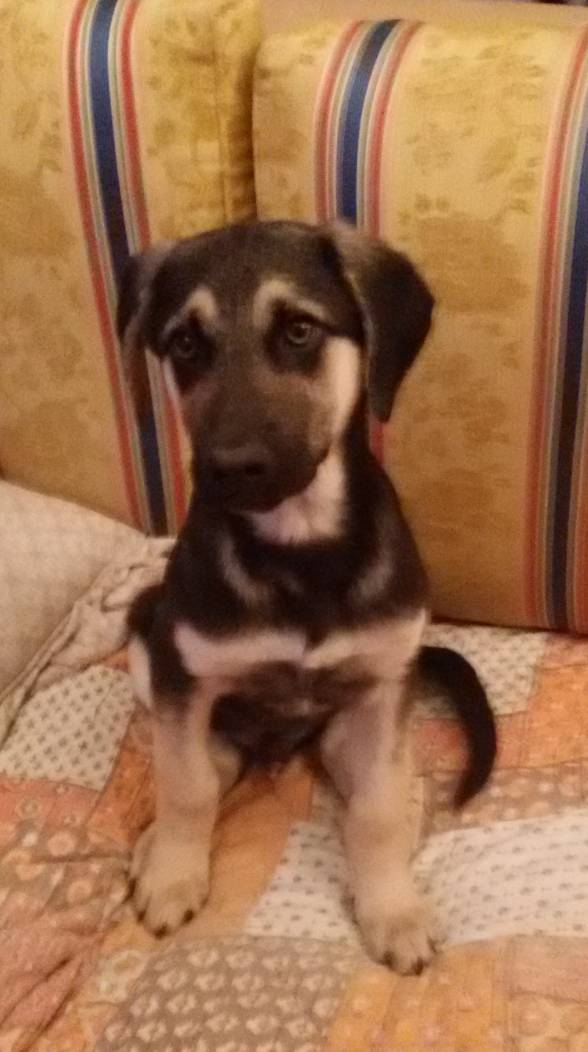 Cagnolino cerca casa