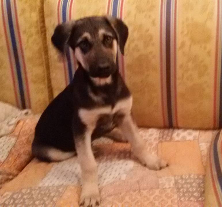 Cagnolino cerca casa