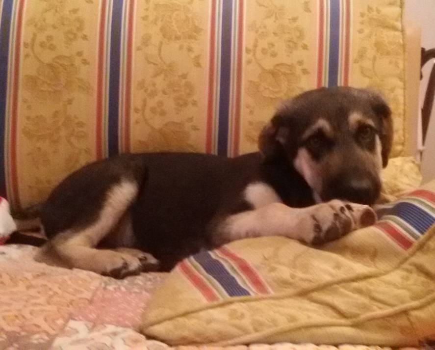 Cagnolino cerca casa