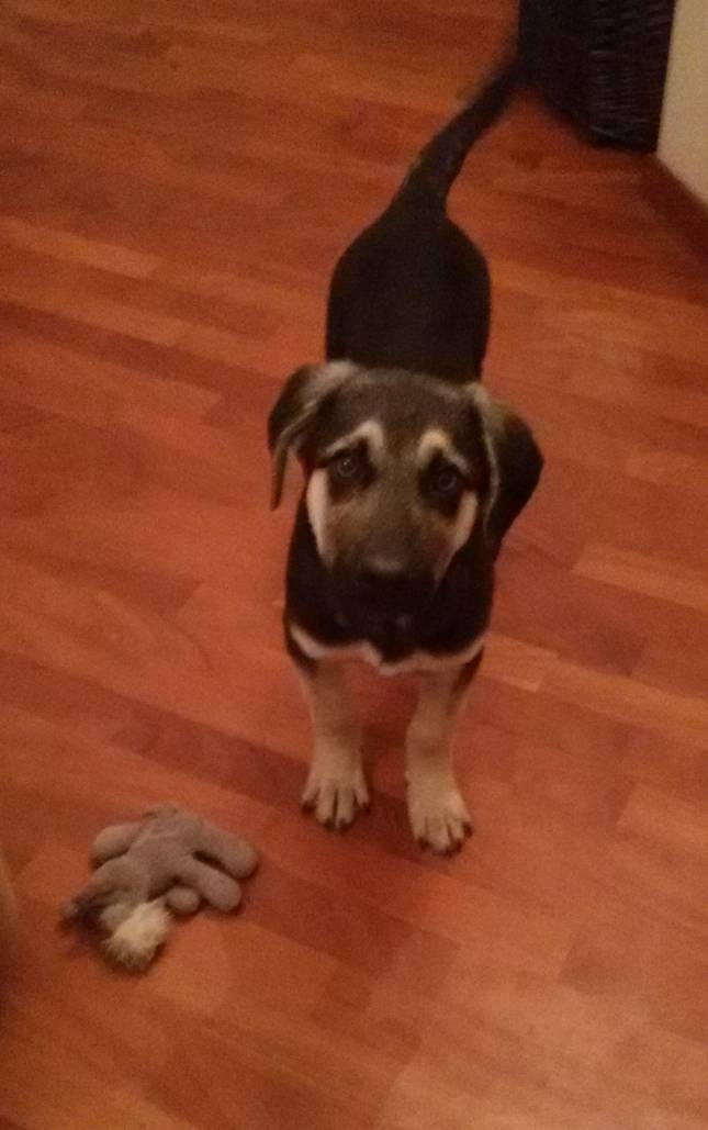 Cagnolino cerca casa