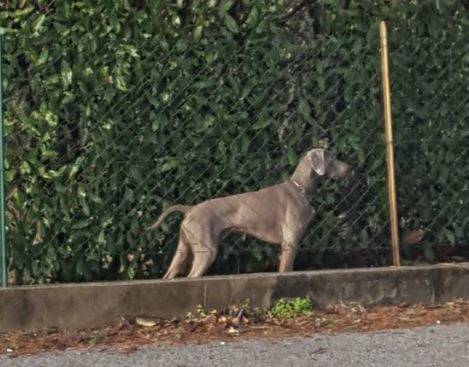 cane