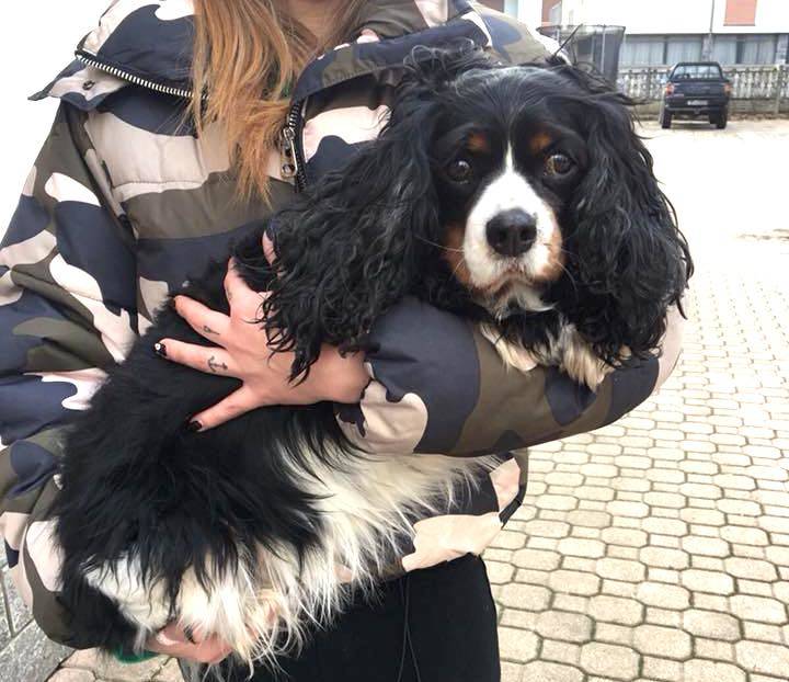 Abbiamo trovato un cavalier King alla chiesa Kolbe, di chi è?