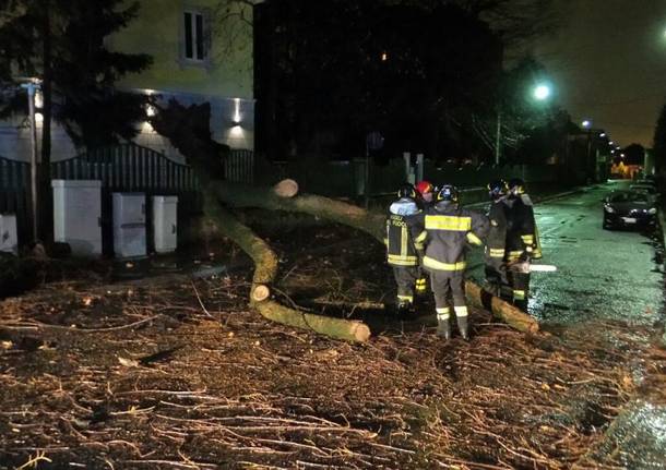 Notte di vento: piante cadute e tanti danni