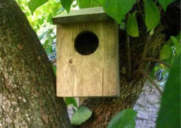 Nuove Casette Per Gli Uccelli Del Parco Del Ticino