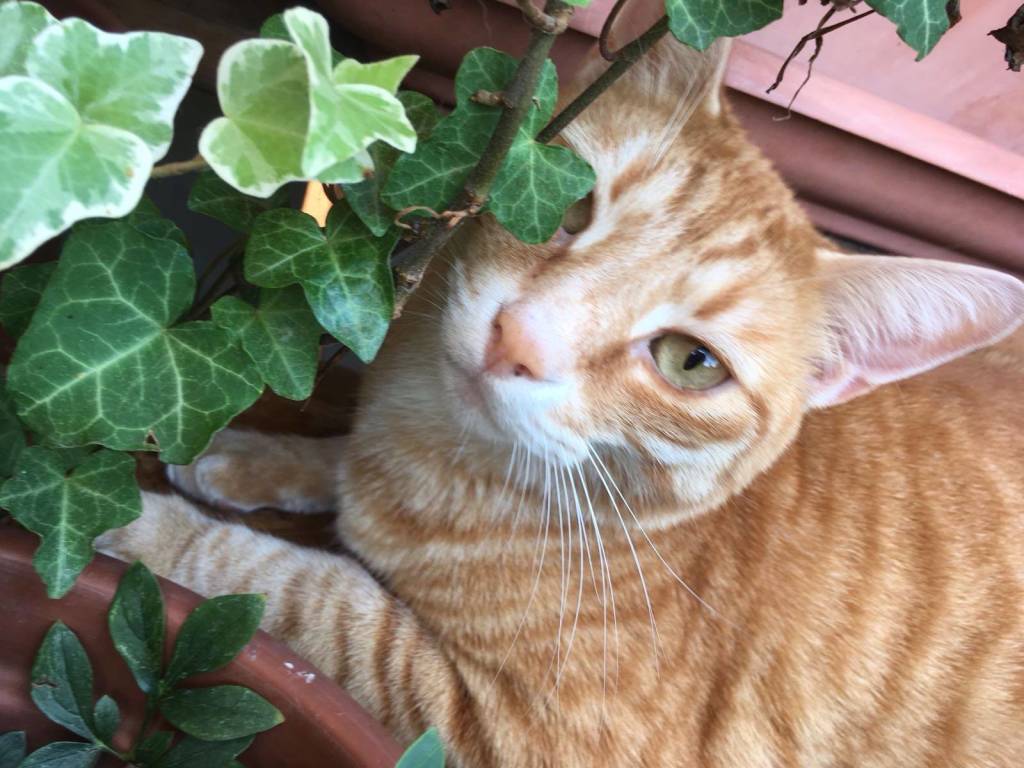 gatto rosso 