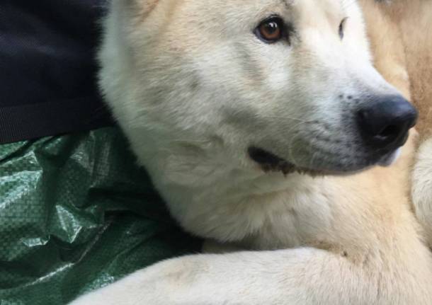 Akita è tornato a casa!