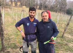 La vigna Cassiciacum a Casciago