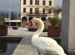 luino, cigno pierino