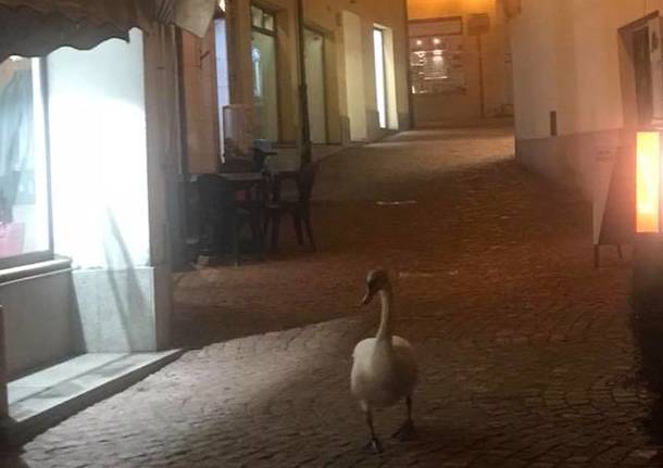 luino, cigno pierino