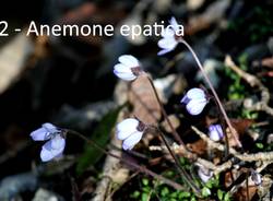 Teresio Colombo escursione Vellone