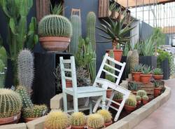 Agricola - Varese Cactus 2018