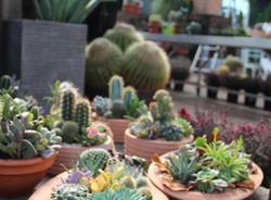 Agricola - Varese Cactus 2018