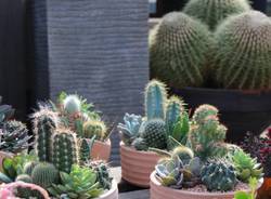 Agricola - Varese Cactus 2018