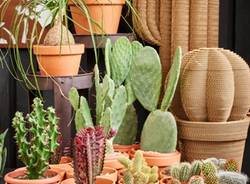 Agricola - Varese Cactus 2018