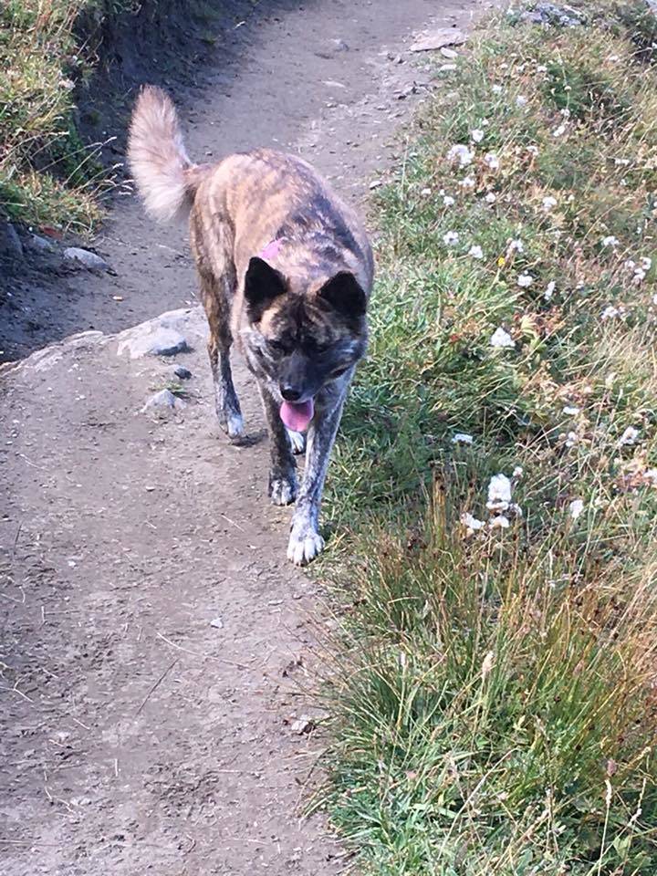 Aiko