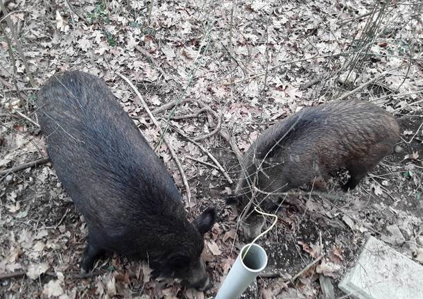 allevamento cinghiali vergiate