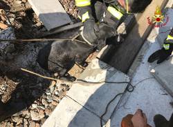 Il cane salvato dai pompieri