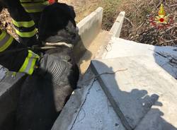 Il cane salvato dai pompieri