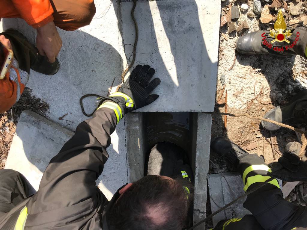 Il cane salvato dai pompieri