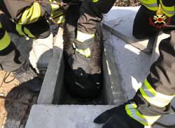 Il cane salvato dai pompieri