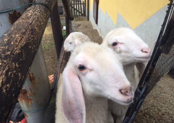 Agnellini scampati alla morte al Rifugio animali felici